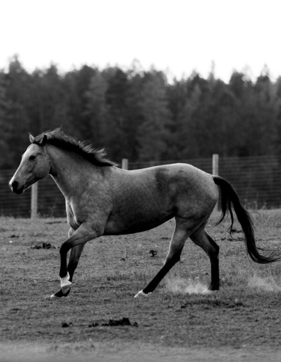 a-black-and-white-photo-of-a-horse-running-in-a-field.jpg a black and white photo of a horse running in a field
