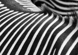 zebras--unique-stripes-are-on-display-.jpg Zebras' unique stripes are on display.