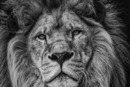 grayscale-photography-of-lion.jpg grayscale photography of lion