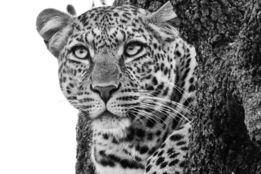 a-black-and-white-photo-of-a-leopard-in-a-tree.jpg a black and white photo of a leopard in a tree