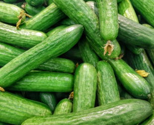 cucumber-lot.jpg cucumber lot