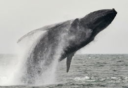 whale-tail-in-the-middle-of-ocean.jpg whale tail in the middle of ocean