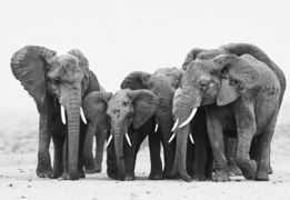 a-herd-of-elephants-standing-next-to-each-other.jpg A herd of elephants standing next to each other