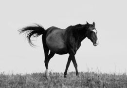 a-horse-standing-in-a-field.jpg a horse standing in a field