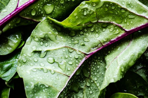 green-and-purple-leaves-with-water-droplets.jpg green and purple leaves with water droplets