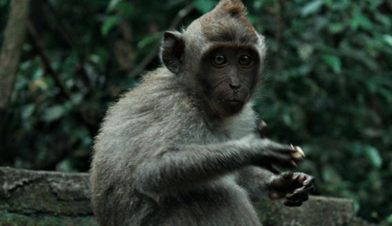 A monkey sits on a rock holding food.